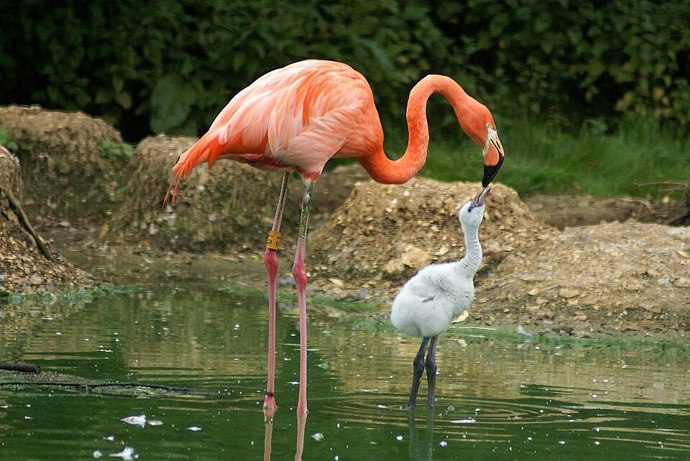 Plameňáčí mláďata rozhodně nevypadají jako růžoví ptáci, které známe ze zoologických zahrad. Rodí se s šedavým peřím a charakteristické růžové zbarvení získávají až později. Plameňáčí mláďata rozhodně nevypadají jako růžoví ptáci, které známe ze zoologických zahrad. Rodí se s šedavým peřím a charakteristické růžové zbarvení získávají až později.