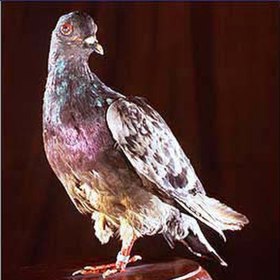 Cher Ami svůj nejtěžší let přežil. Veterináři mu zachránili život a vojáci mu nechali vyrobit malou dřevěnou protézu místo ztracené nohy.