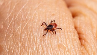 Klíšťata už dávnou nejsou jen problém lesa. Jak snížit riziko letních infekcí?  