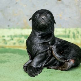 Pražská zoo se z lachtaního mláděte raduje prvně po sedmi letech