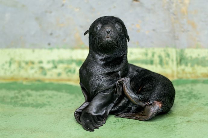 Pražská zoo se z lachtaního mláděte raduje prvně po sedmi letech Pražská zoo se z lachtaního mláděte raduje prvně po sedmi letech