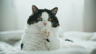 Kočičí horoskop pro všechna znamení: Blíženci budou mňoukat o sto šest, Lvi si vyžádají kartáčování a lichotky Kočičí horoskop pro všechna znamení: Blíženci budou mňoukat o sto šest, Lvi si vyžádají kartáčování a lichotky