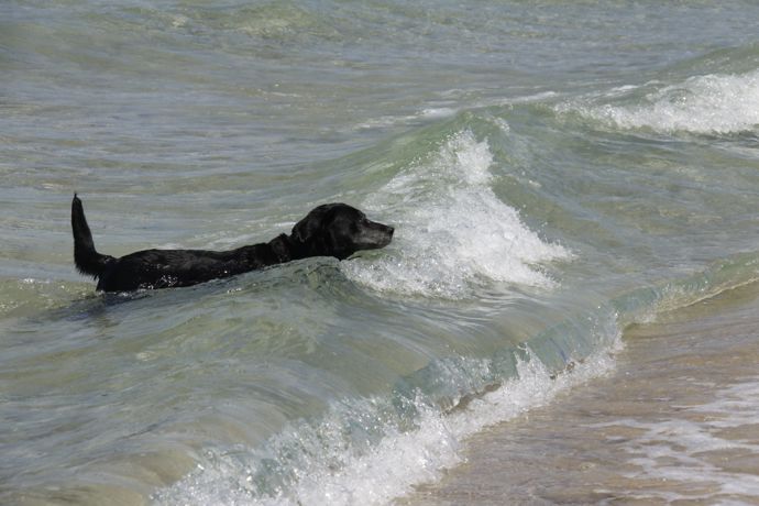 Labradoři patří mezi psy, kteří mají k vodě přirozeně blízko. Ani zkušený plavec by ale neměl být ve vodě bez dozoru. Labradoři patří mezi psy, kteří mají k vodě přirozeně blízko. Ani zkušený plavec by ale neměl být ve vodě bez dozoru.