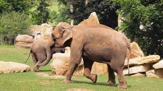 Zoo Praha, slon Zoo Praha, slon