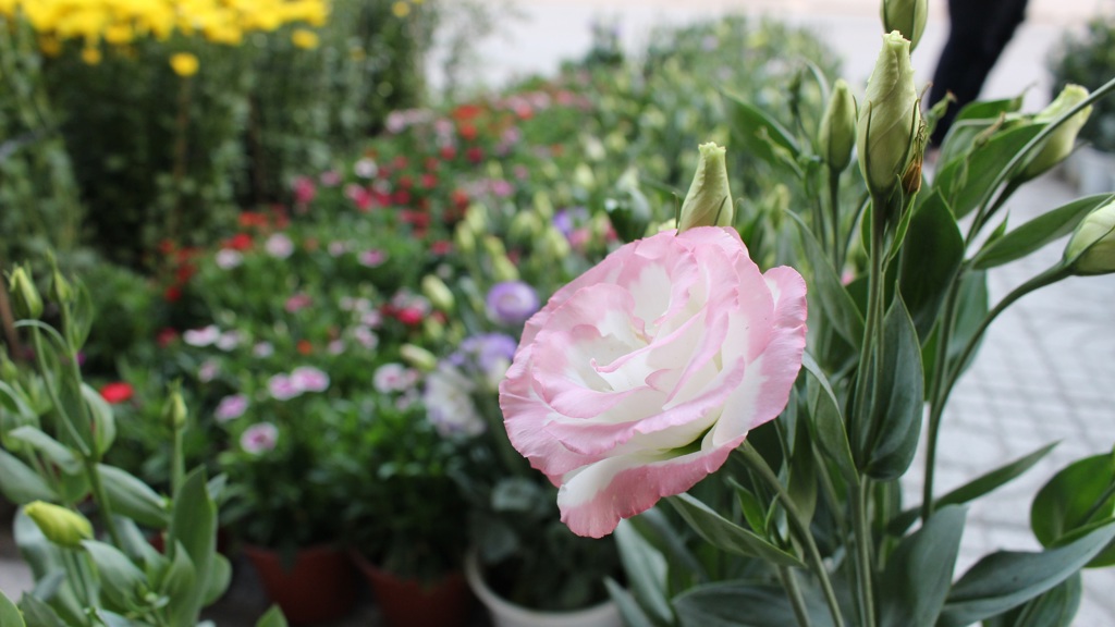 Květy má podobné růžím a milují ji floristé: Můžete si ji vypěstovat na zahradě jako letničku, ale klidně i doma v květináči Vypadá jako růže a milují ji floristé. Tuhle krásku vypěstujete na zahradě i doma v květináči