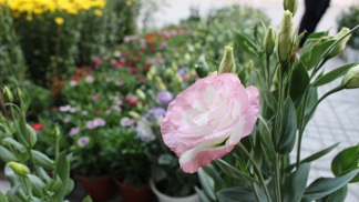 Květy má podobné růžím a milují ji floristé: Můžete si ji vypěstovat na zahradě jako letničku, ale klidně i doma v květináči