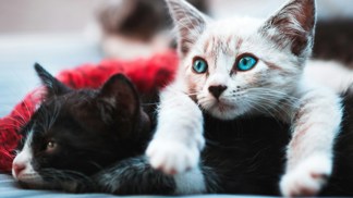 Váhy budou nejmazlivější kočky pod sluncem: Co tento týden čeká vaši kočku podle znamení Váhy budou nejmazlivější kočky pod sluncem: Co tento týden čeká vaši kočku podle znamení