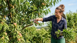 Do konce srpna je třeba vzít nůžky a pilku na broskvoně a meruňky. Můžete je řezat i když jsou na nich plody, podpoříte tím jejich dozrávání