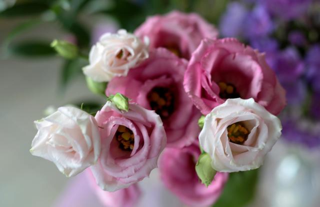 Květy má podobné růžím a milují ji floristé: Můžete si ji vypěstovat na zahradě jako letničku, ale klidně i doma v květináči Květy má podobné růžím a milují ji floristé: Můžete si ji vypěstovat na zahradě jako letničku, ale klidně i doma v květináči