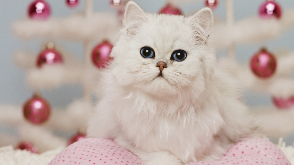 28 dárků pro kočku (i pro #crazycatlady) 28 dárků pro kočku (i pro #crazycatlady)