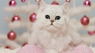 28 dárků pro kočku (i pro #crazycatlady)