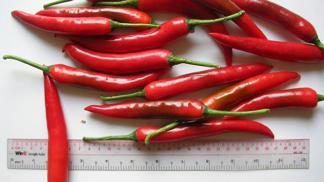 Rychlokurz: co byste měli vědět o pepři, zázvoru a chilli