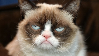3 věci, které byste se měla naučit od Grumpy Cat
