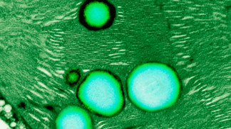 Chlorofyl