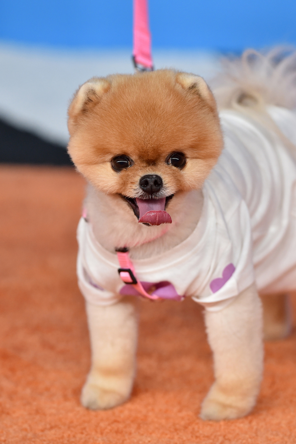 JIFFPOM JIFFPOM