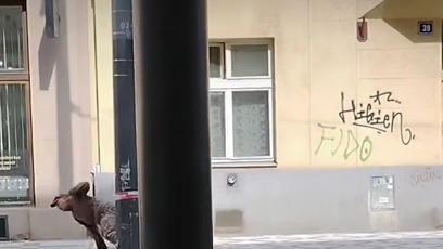 FOTO: Celý incident natočila na telefon kolemjdoucí a zveřejnila ho na Instagramu.