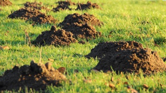 Na podzim krtci ryjí o sto šest a trávník tím trpí. Vyzkoušejte trik s tampónem nebo PET láhví