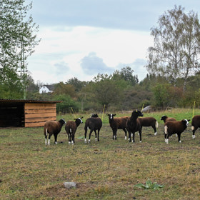 Stádo ovcí na farmě.