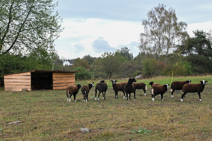 Stádo ovcí na farmě.