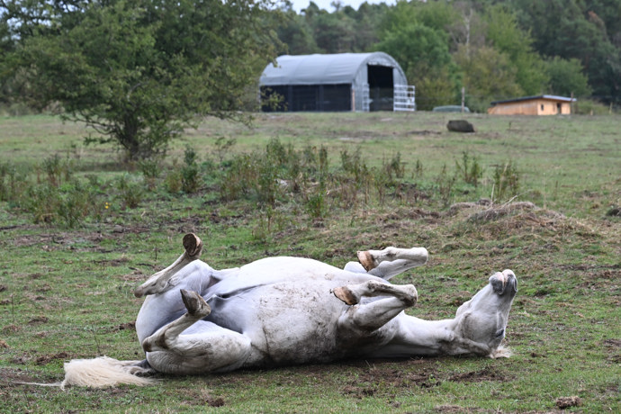 Koně se mají na farmě očividně velmi dobře.