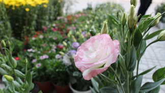 Květy má podobné růžím a milují ji floristé: Můžete si ji vypěstovat na zahradě jako letničku, ale klidně i doma v květináči