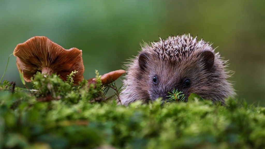 Máte na zahradě malého ježka? Než ho „zachráníte“, zjistěte, jestli vaši pomoc vůbec potřebuje Našli jste malého ježka? Nedělejte chybu, kvůli které na podzim končí zbytečně v záchranných stanicích