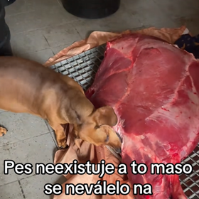Jezevčík okusuje flákotu masa.