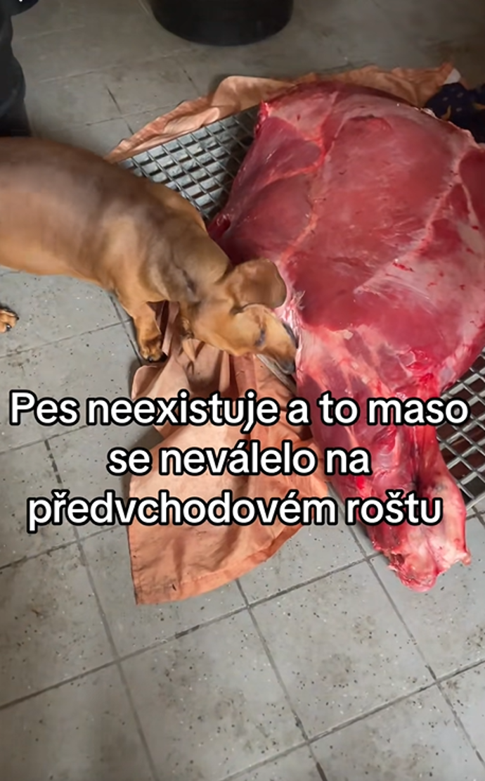 Jezevčík okusuje flákotu masa.