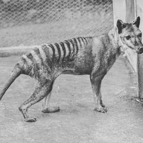 Poslední známý vakovlk uhynul v roce 1936 a s ním zmizel celý živočišný druh. Jeho osud dodnes připomíná, jak rychle může člověk proměnit běžně žijící zvíře v pouhou vzpomínku.