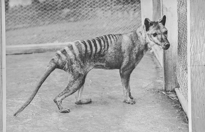 Poslední známý vakovlk uhynul v roce 1936 a s ním zmizel celý živočišný druh. Jeho osud dodnes připomíná, jak rychle může člověk proměnit běžně žijící zvíře v pouhou vzpomínku. Poslední známý vakovlk uhynul v roce 1936 a s ním zmizel celý živočišný druh. Jeho osud dodnes připomíná, jak rychle může člověk proměnit běžně žijící zvíře v pouhou vzpomínku.