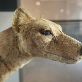 Vakovlk kdysi obýval rozsáhlá území Austrálie, Nové Guineje a Tasmánie, nakonec však přežíval už jen na posledním z těchto ostrovů. Ani tam se mu nepodařilo uniknout lovu, proměně krajiny a dalším zásahům člověka.