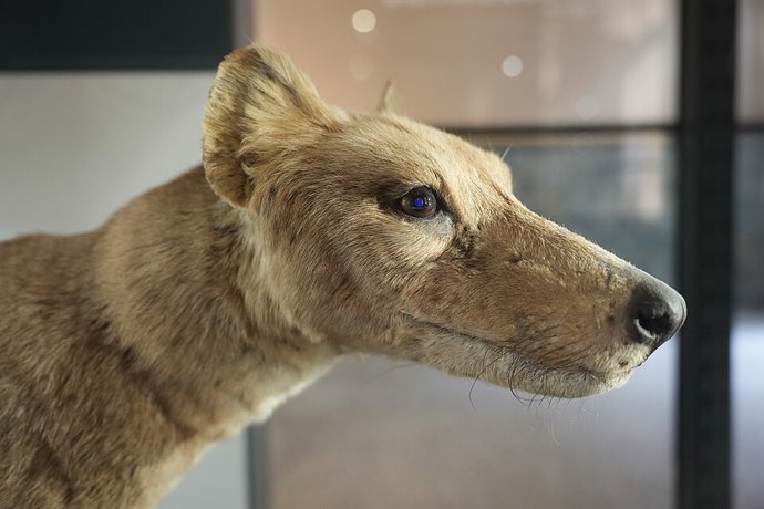 Vakovlk kdysi obýval rozsáhlá území Austrálie, Nové Guineje a Tasmánie, nakonec však přežíval už jen na posledním z těchto ostrovů. Ani tam se mu nepodařilo uniknout lovu, proměně krajiny a dalším zásahům člověka. Vakovlk kdysi obýval rozsáhlá území Austrálie, Nové Guineje a Tasmánie, nakonec však přežíval už jen na posledním z těchto ostrovů. Ani tam se mu nepodařilo uniknout lovu, proměně krajiny a dalším zásahům člověka.