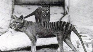 Vakovlk tasmánský patřil mezi nejpozoruhodnější obyvatele australské přírody a jeho pruhovaný hřbet mu vysloužil přezdívku tasmánský tygr. Dnes už ho známe jen z historických snímků, filmových záběrů a muzejních exponátů. Vakovlk tasmánský patřil mezi nejpozoruhodnější obyvatele australské přírody a jeho pruhovaný hřbet mu vysloužil přezdívku tasmánský tygr. Dnes už ho známe jen z historických snímků, filmových záběrů a muzejních exponátů.
