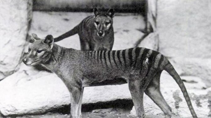 Vakovlk tasmánský patřil mezi nejpozoruhodnější obyvatele australské přírody a jeho pruhovaný hřbet mu vysloužil přezdívku tasmánský tygr. Dnes už ho známe jen z historických snímků, filmových záběrů a muzejních exponátů.