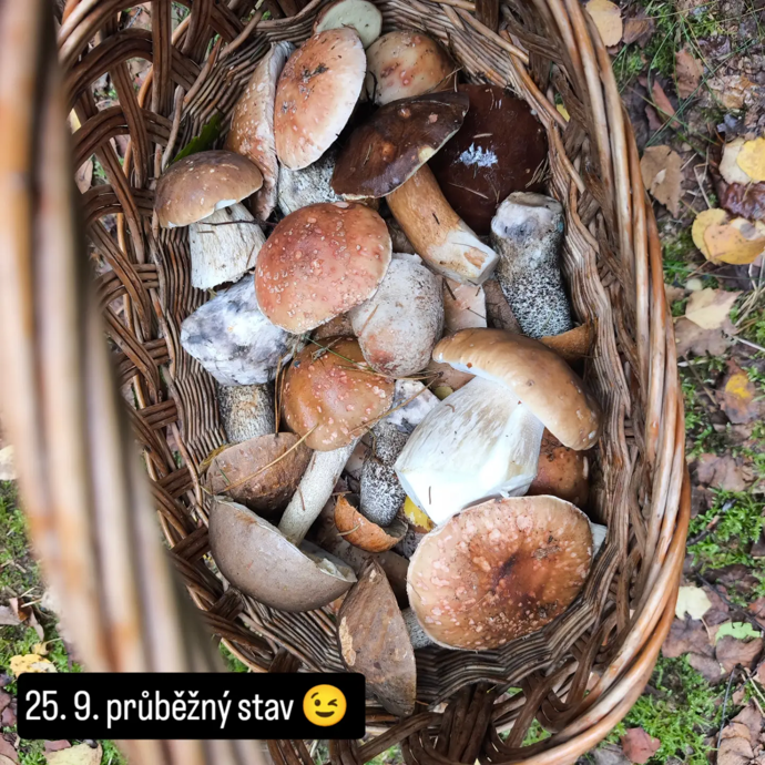 Fanouškům se Jakub pochlubil plnými koši, které z lesa nosil. 