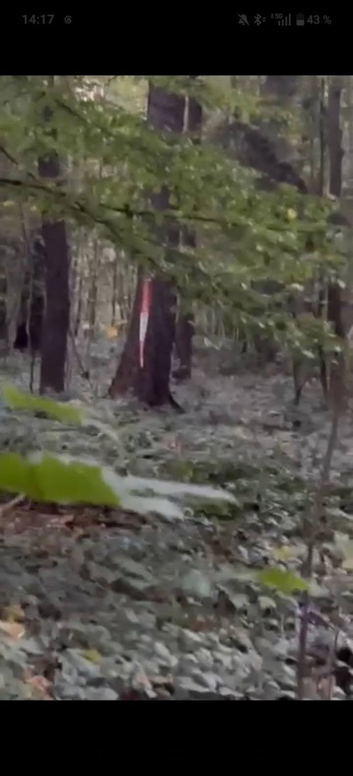 Tělo Jany Š. se mělo nacházet jen několik desítek metrů od cesty.