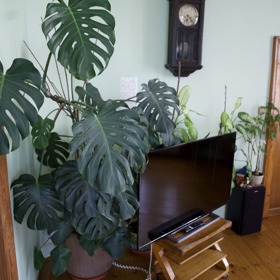 Ač se to nezdá, Hanka je také vášnivou zahradnicí a jejímu obýváku dominuje tato krásná monstera...