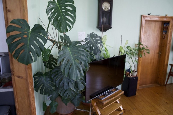 Ač se to nezdá, Hanka je také vášnivou zahradnicí a jejímu obýváku dominuje tato krásná monstera...