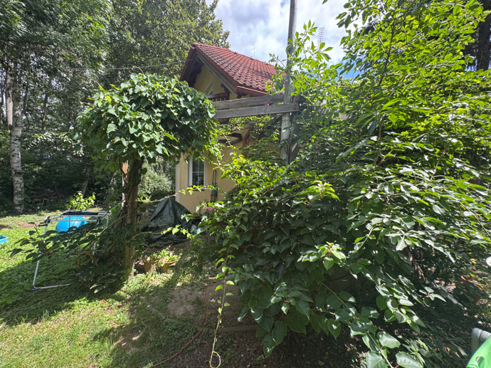 Ve větvích stromů a keřů je hotový ptačí ráj.