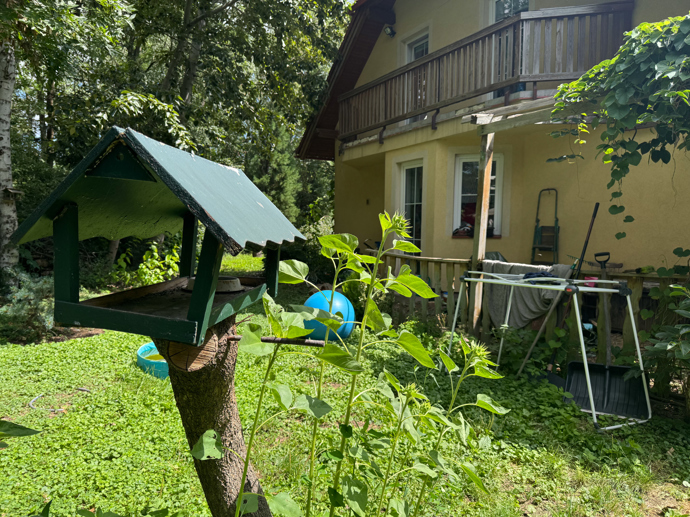 Ivan pro malé zpěváčky zakoupil i krmítko, které stojí na bývalé meruňce. Pod ním už vidíte slunečnice, které vyklíčily ze semínek spadlých z krmítka.
