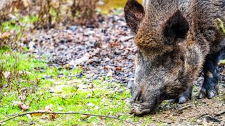Nezvané návštěvy na vaší zahradě: Vychytávky, které fungují proti nájezdům divočáků, zajíců i srnčí zvěře Nezvané návštěvy na vaší zahradě: Vychytávky, které fungují proti nájezdům divočáků, zajíců i srnčí zvěře