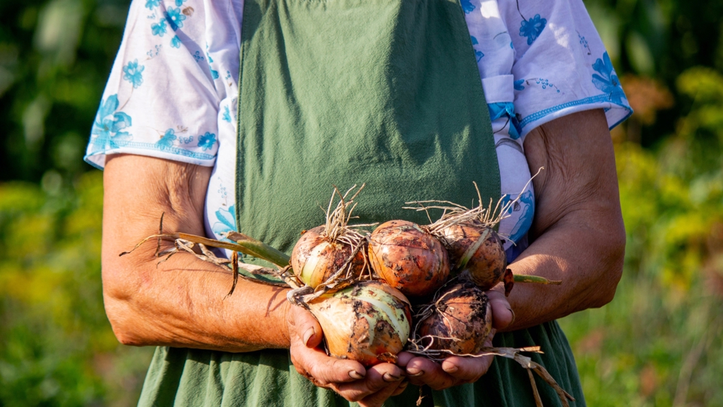 Cibulový sirup na kašel a cibulový obklad: Recept babičky Libušky