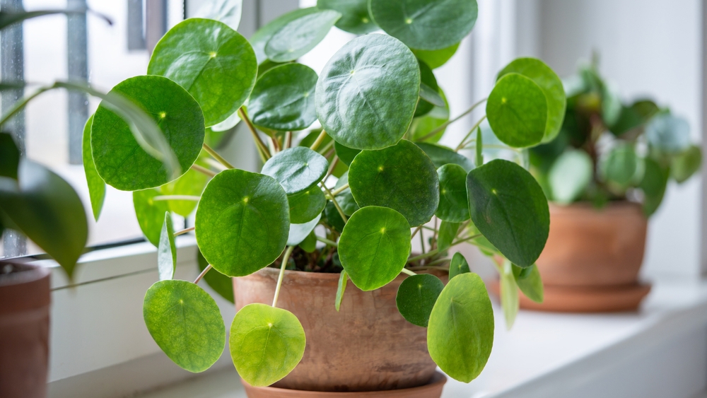 Pilea pokojovka