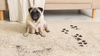 Koberec v interiéru ustupuje